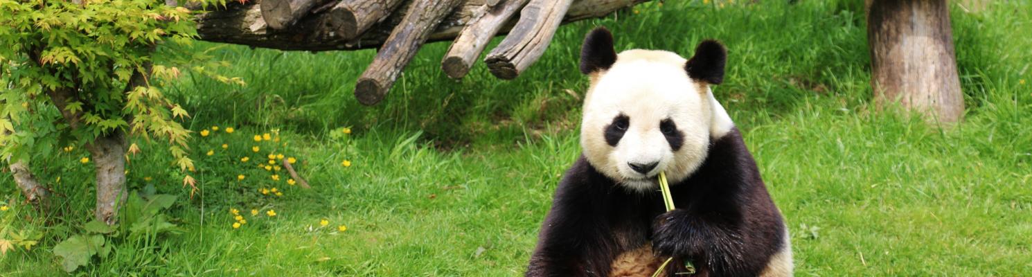 JOURNÉE AU ZOO DE BEAUVAL